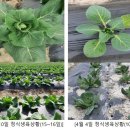 꼬꼬마