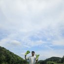 (마감되었습니다.) 유기농법으로 재배한 봄배추(일반), 150일배추(토종) 판매합니다. 이미지
