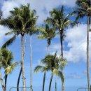 그늘막25 | [임신 25주차 괌 태교여행 후기] 리티디안비치 스노쿨링 후기, 괌태교여행 2일차