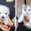 동양애견 강아지분양 고양이분양 이미지