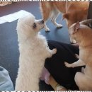 한서데이케어센터 | 신월동강아지유치원 반려견 돌봄의 새로운 기준, 꼬마네 펫 데이케어센터 후기