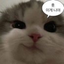 [국내여행][대전][식당] 우리의 새로운 곱창 단골집이 될 것 같은 한우곱창 전문점, "곱이 곱다" 방문 후기