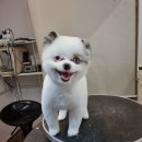 오드그루밍