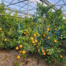 영진농장 이미지