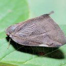 작은날개2 이미지