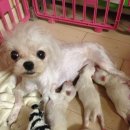 미니 & 바니 애견샵 이미지