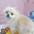 DOG LOVE WITH 란 이미지