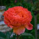 KT 사거리 이미지