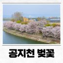 꿈자람구장 | 2025 춘천 벚꽃 명소 공지천 벚꽃 개화현황 ㅣ 추천코스