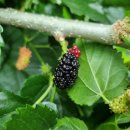 나래농원 이미지