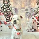 DOG깨비 강아지 미용실 이미지