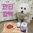 월담: 치매예방을 위한 삶의 방법 | 강아지 치매 위한 항산화 영양제, 슈퍼벳 안티깜빡