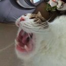 반구동사람들 이미지