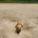 더나은펫샵 이미지