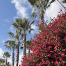 동백유원지 | 인생샷 남기는 제주 동백군락지 명소 5곳