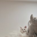 캣플헤븐 천안불당점 이미지