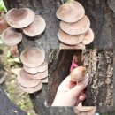 심동리산촌영농조합법인 | 청정지역 서천 우수 농산물인 표고버섯 소개