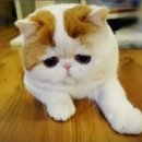 하비동물병원 이미지