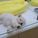 대구강아지분양 마마스미독 본점 | 대구강아지분양 마마스미독 본점, 후기 보고 방문했는데 정말 만족했어요~!