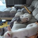 이쁜이세탁 이미지