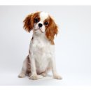 드림24동물병원 이미지