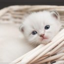 24시 나음동물의료센터 이미지