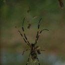 홍사초롱 이미지