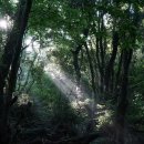 환상숲곶자왈공원 네이버블로그