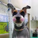 피닉스애견미용 이미지