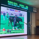 옥천한우 농수축산신문