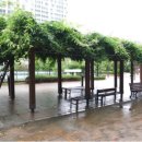 더 포레스트 이미지