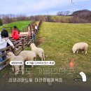 여주-1140 | 강원도 평창 여행 대관령 양떼목장 삼양라운드힐 겨울 드라이브코스 추천