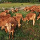 현대축산 이미지