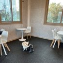 힙독 애견카페 이미지