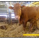 지당목장 이미지