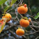 월하공원 이미지