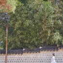(주)녹색사람들 | 전주 한옥마을 갈만한곳 경기전 입장료 포토존