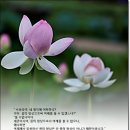 若見諸相非相 卽見如來(약견제상비상 즉견여래) 이미지