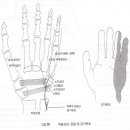 척골신경압박과 주관터널증후군 이미지