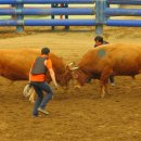 소싸움경기장 이미지