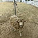 쌍둥이목장 이미지