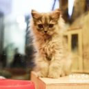 젠(Gen)동물병원 이미지