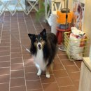 노나먹개 이미지