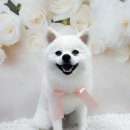 멍멍아 또 와 이미지