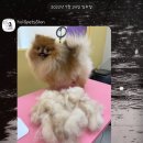 올라펫살롱 이미지