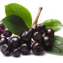 아로니아 이미지
