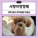 멍멍미용실 | 울진 반려동물 미용실 &#34;사랑아멍멍해&#34; 배냇미용후기(위치/비용/인스타)