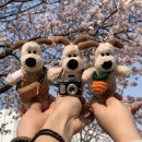 구미 공원 | 구미 벚꽃 명소 동락공원 3월 25일 실시간 후기