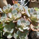 꿈꾸는동산 이미지