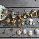 꿈이익는뜨락 이미지